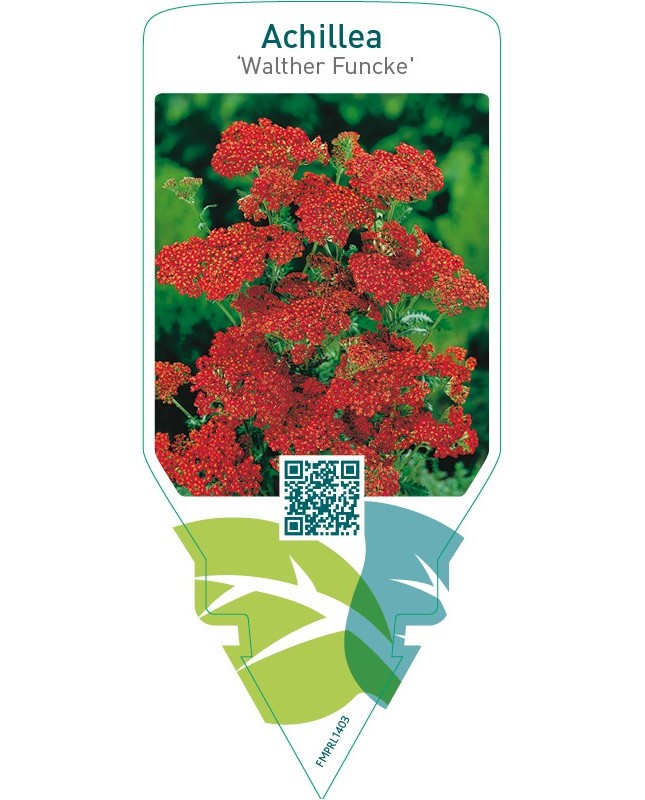 Achillea ‘Walther Funcke’