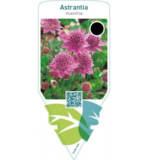 Astrantia maxima