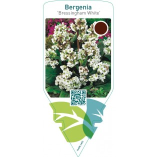 Bergenia ‘Bressingham White’