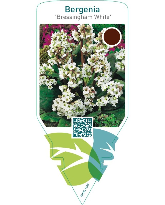 Bergenia ‘Bressingham White’