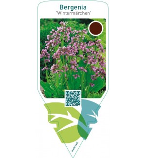 Bergenia ‘Wintermärchen’