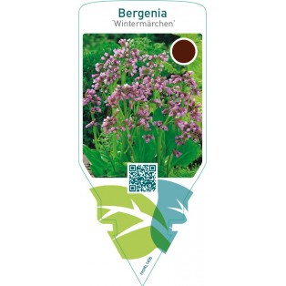 Bergenia ‘Wintermärchen’