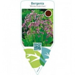 Bergenia ‘Wintermärchen’