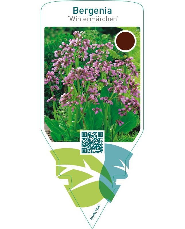 Bergenia ‘Wintermärchen’
