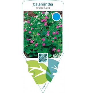Calamintha grandiflora