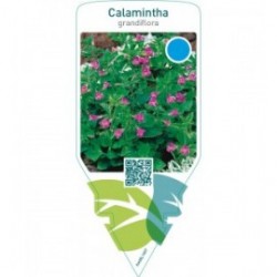 Calamintha grandiflora