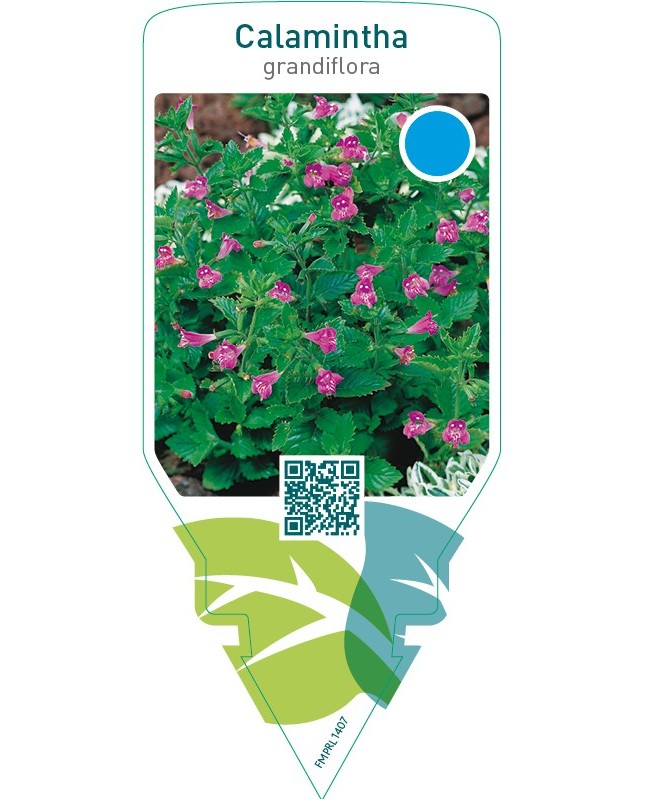 Calamintha grandiflora