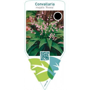 Convallaria majalis ‘Rosea’