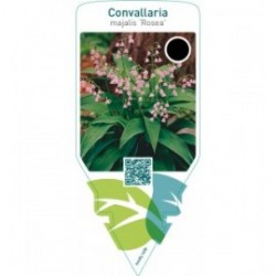 Convallaria majalis ‘Rosea’