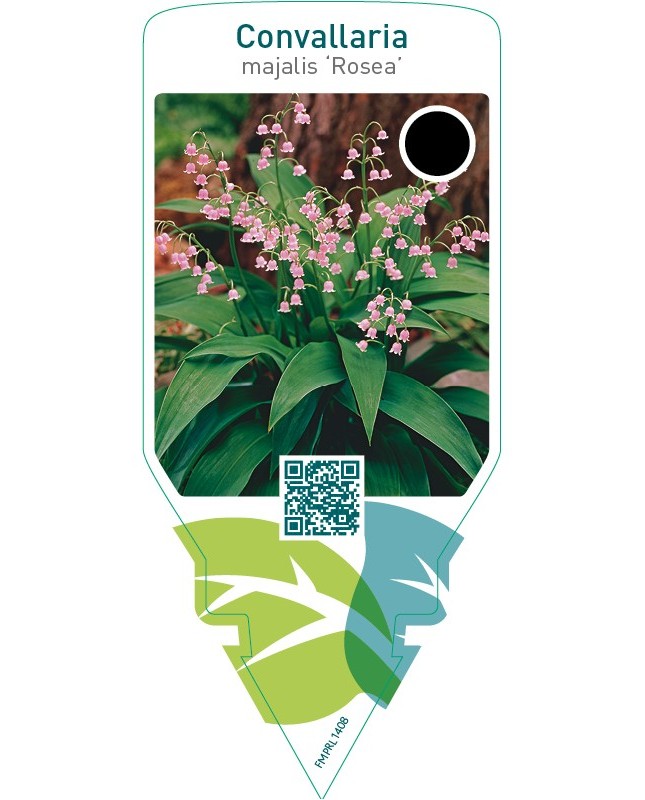 Convallaria majalis ‘Rosea’