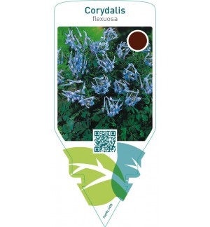 Corydalis flexuosa