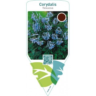 Corydalis flexuosa