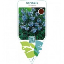 Corydalis flexuosa