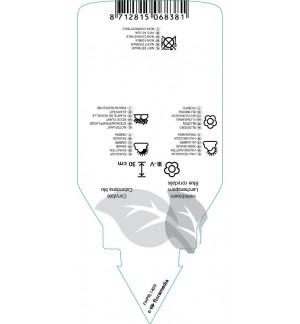 Etichette di Corydalis flexuosa *