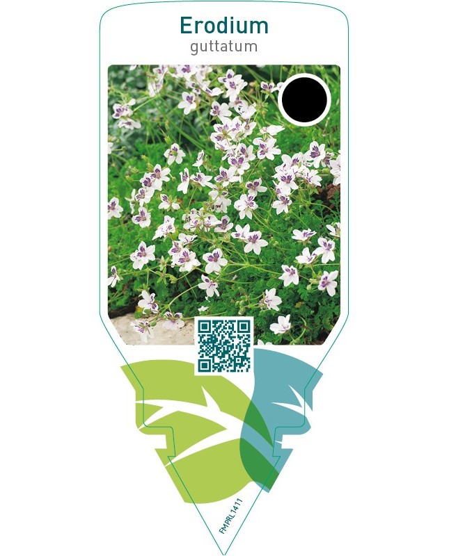 Erodium guttatum