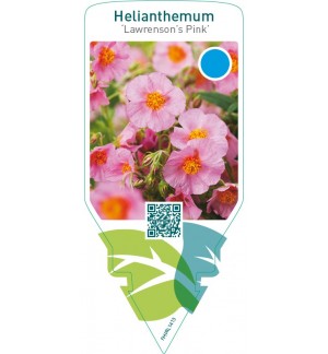 Helianthemum ‘Lawrenson’s Pink’