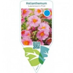 Helianthemum ‘Lawrenson’s Pink’