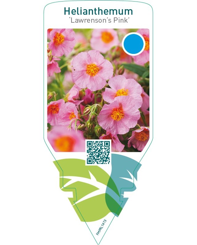 Helianthemum ‘Lawrenson’s Pink’