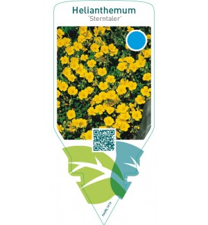 Helianthemum ‘Sterntaler’