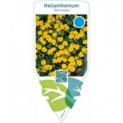 Helianthemum ‘Sterntaler’