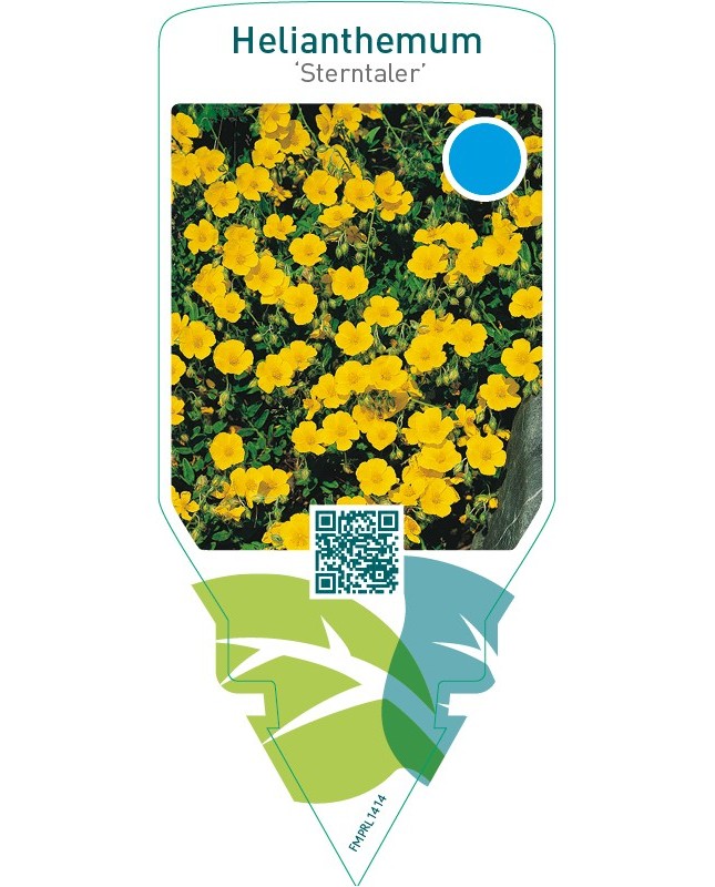 Helianthemum ‘Sterntaler’