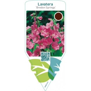Lavatera ‘Bredon Springs’