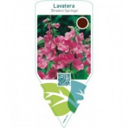 Lavatera ‘Bredon Springs’