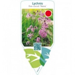 Lychnis flos-cuculi ‘Nana’