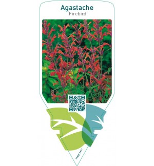 Agastache ‘Firebird’