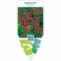 Agastache ‘Firebird’