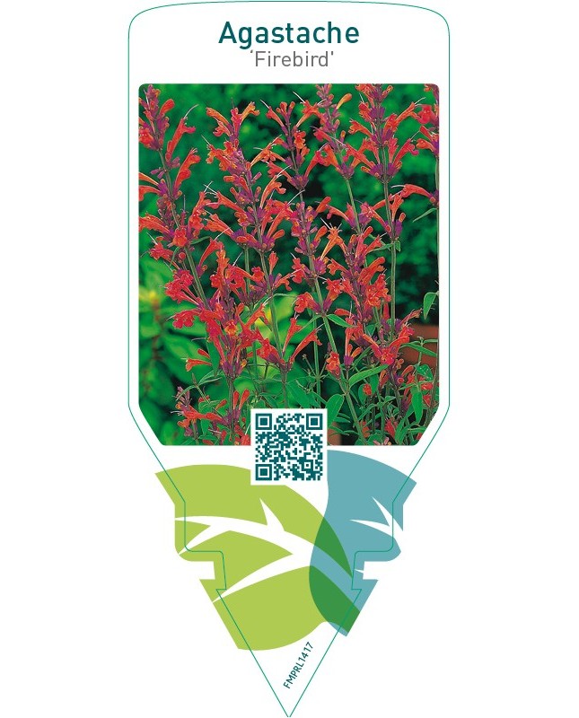 Agastache ‘Firebird’