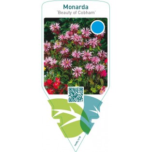 Monarda ‘Beauty of Cobham’