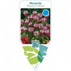 Monarda ‘Beauty of Cobham’