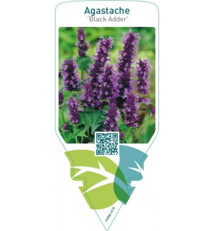 Agastache ‘Black Adder’