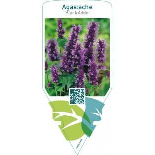 Agastache ‘Black Adder’