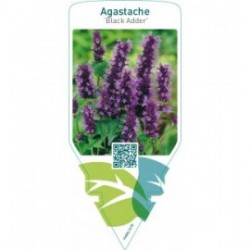 Agastache ‘Black Adder’