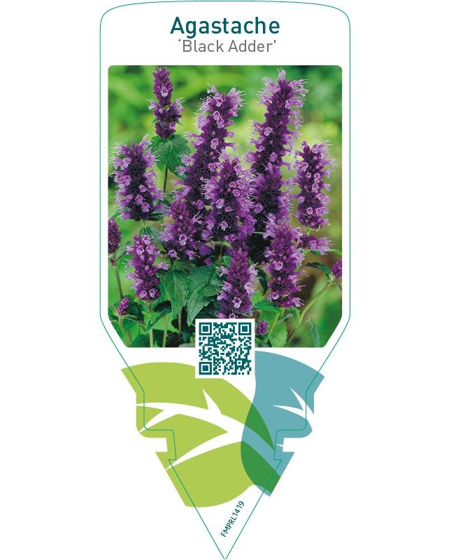 Agastache ‘Black Adder’