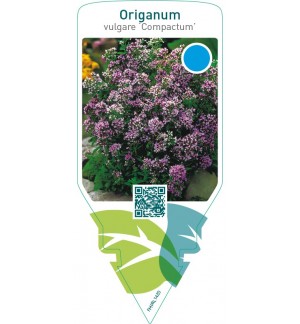 Origanum vulgare ‘Compactum’