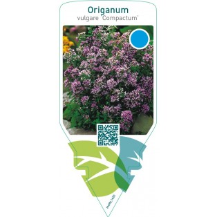 Origanum vulgare ‘Compactum’