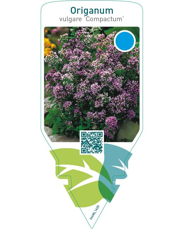 Origanum vulgare ‘Compactum’