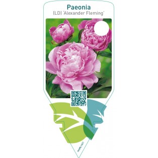 Paeonia (LD) ‘Alexander Fleming’