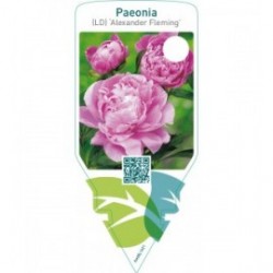 Paeonia (LD) ‘Alexander Fleming’