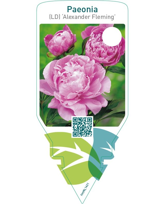 Paeonia (LD) ‘Alexander Fleming’