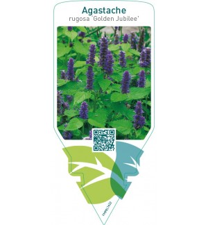 Agastache rugosa ‘Golden Jubilee’