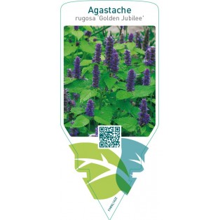 Agastache rugosa ‘Golden Jubilee’
