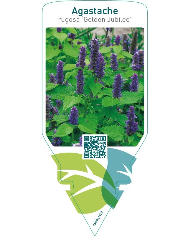 Agastache rugosa ‘Golden Jubilee’