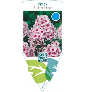 Phlox (P) ‘Bright Eyes’
