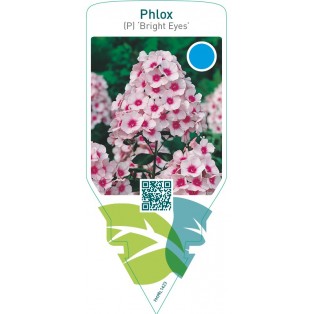 Phlox (P) ‘Bright Eyes’