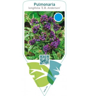 Pulmonaria longifolia ‘E.B. Anderson’