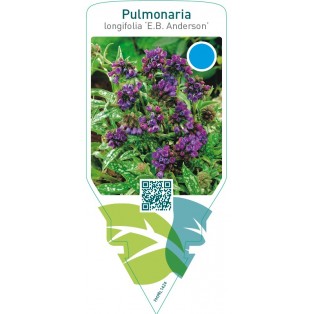 Pulmonaria longifolia ‘E.B. Anderson’